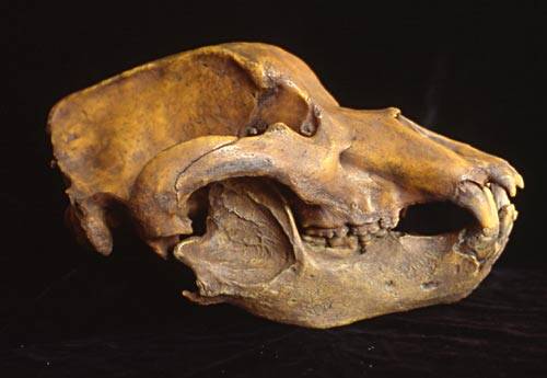 Američtí experti nyní získali a následně rozluštili DNA jeskynního medvěda, který vyhynul před deseti tisíci lety.