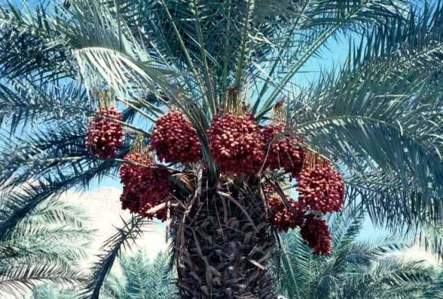 Izraelským vědcům se podařila nevídaná věc! Ze semene starého dva tisíce let nyní vypěstovali malou palmu.