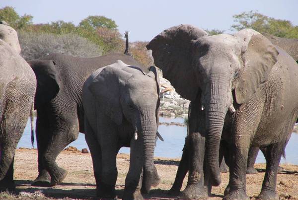 Vědcům by v pátrání po afrických slonech měla v budoucnosti podle amerických odborníků ze Stanfordské univerzity pomoci vojenská technika.