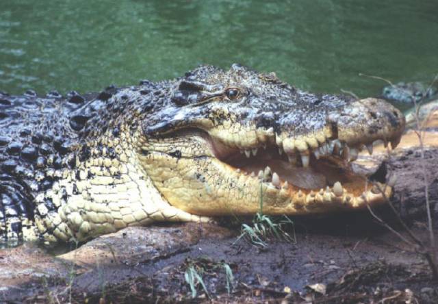 Krokodýlí banka