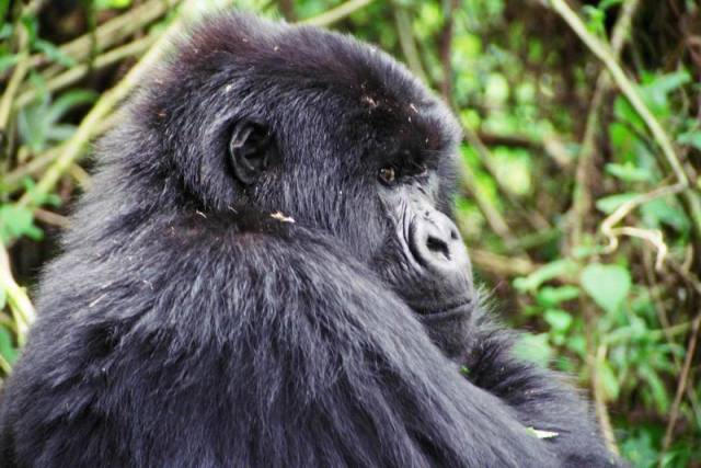Na území afrických státu Rwanda a Uganda žije zhruba 700 goril horských. Kromě pytláků jim podle nedávno zveřejněné studie hrozí nové nebezpečí.
