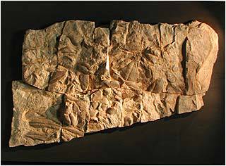 Odborníci v jižní Číně v posledních dnech objevili zachovalé fosílie organismů, které žily na dně oceánu před zhruba 550 miliony let.