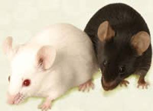 Nejnovější testy na myších prokázaly, že poškození mozku způsobené Alzheimerovou chorobou může být alespoň částečně vratné.