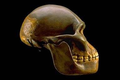 Australopithecus afarensis se již před 3,2 miliony let pohyboval vzpřímeně jako dnešní člověk. Vyplývá to z nedávno zveřejněné studie britských expertů.