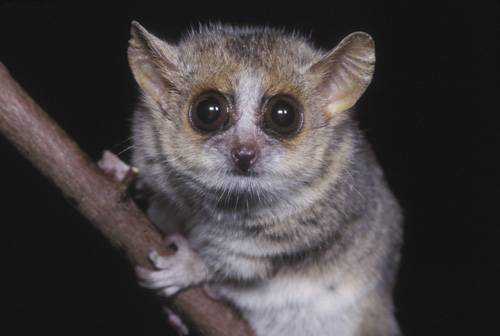 Rovnou dva nové druhy lemurů objevili v těchto dnech němečtí a švýcarští biologové na Madagaskaru. Počet dosud známých druhů těchto ohrožených zvířat se tak zvýšil na 49.
