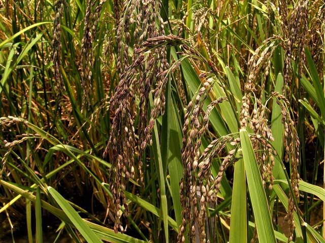 Mezinárodní tým vědců v těchto dnech oznámil, že se mu podařilo dešifrovat genetický kód rýže, jedné z nejvýznamnějších plodin pro celé lidstvo.