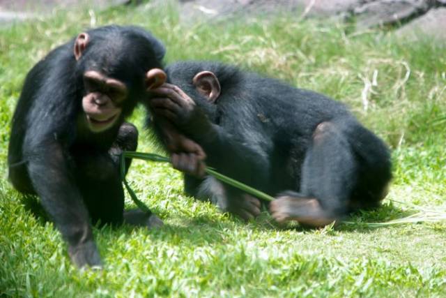 Šimpanzi žijící ve volné přírodě mohou být praváci i leváci stejně jako lidé. Vyplývá to z nejnovějšího výzkumu amerických odborníků.