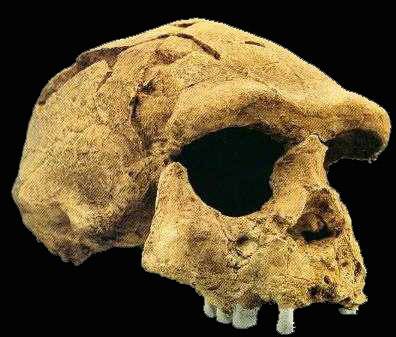 Archeologové v minulých dnech nalezli v Gruzii lebku starou 1,8 milionu let. Jde o nejstarší stopy druhu Homo erectus, předchůdce moderního člověka, v Evropě.