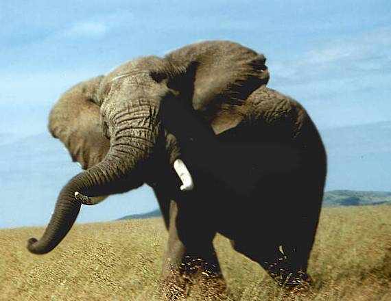 Někteří obyvatelé Afriky přišli na svérázný způsob, jak mohou účinně zabránit nájezdům hladových slonů nebo buvolů na vlastní úrodu.