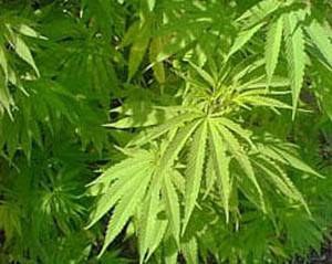 Australští odborníci v uplynulých dnech identifikovali na základě analýzy DNA nový druh konopí. Provizorně ho pojmenovali Cannabis sativa rasta.