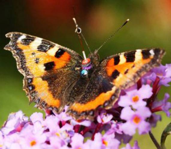 Představte si, že se procházíte po rozkvetlé louce a najednou kolem vás proletí motýl nebo včela s anténkou na zádech. Že to není reálné? Možná u nás ne, ale ve Velké Británii ano!