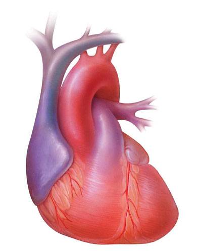 Ročně u nás postihne akutní infarkt myokardu okolo 13 000 lidí. Současná lékařská věda se proto snaží nalézt cesty, jak poškozený životodárný sval, srdce, opravit. Jako nejúčinnější a nejšetrnější se jeví oprava s použitím vlastního „materiálu“ pacienta.