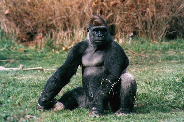 Gorily ve volné přírodě záměrně používají nástroje! Vyplývá to z nejnovější studie amerických odborníků z Wildlife Conservation Society.