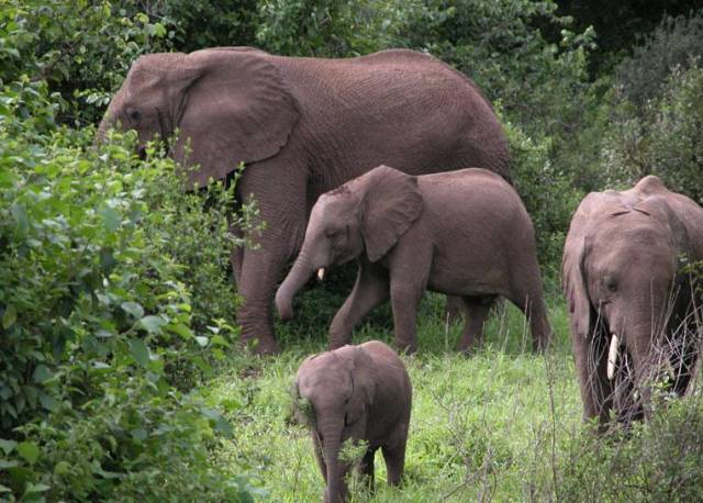 Nejen člověk oplakává své zesnulé. Podle posledních výzkumů se zdá, že i sloni dokážou truchlit nad svými zemřelými kamarády.