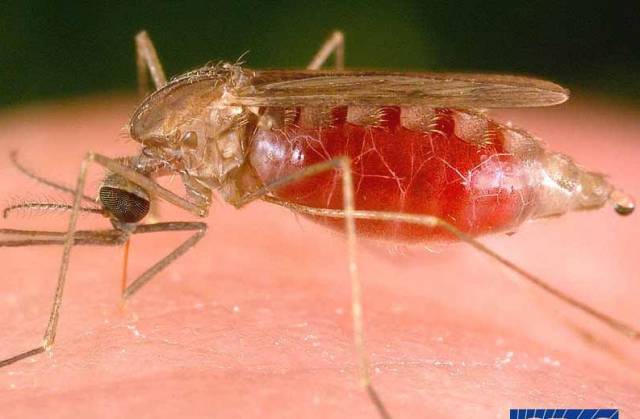 Tým vědců objevil druh plísně pocházející z východní Afriky jenž by mohl být důležitým prostředkem v boji proti malárii. 