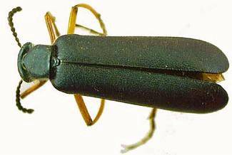 Nejpočetnějším řádem hmyzu jsou brouci - každý třetí ze současně žijících hmyzích druhů je brouk.