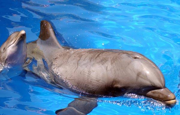 Mořští savci právem patří mezi živočichy, kteří nejvíce poutají lidskou pozornost. Zatímco většinu z nás delfíni fascinují především ladností svých pohybů, vědce často uvádějí v úžas svými dovednostmi a jedinečnými schopnostmi. Proto není divu, že se o nich stále dozvídáme něco nového.