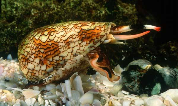 Každý zná hrozbu barvami hýřících jedovatých hadů na souši, ale jen málokdo ví, že stejné nebezpečí hrozí v moři od neméně nádherných plžů s pestrobarevnými ulitami - homolic.