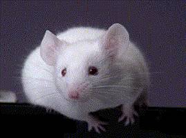 Vědcům se po dlouhotrvajících neúspěších konečně podařilo přemluvit lidské neurony, aby se zabydlely v myších hlavách.