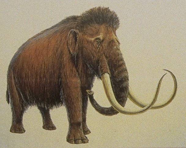 Němečtí genetici přečetli rekordní úsek genetické informace pravěkého tvora. Objektem jejich zájmu se tentokrát stal mamut.