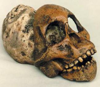 Jihoafrickým antropologům se po 82 letech podařilo rozplést tajemství dva miliony staré smrti pravěkého předka člověka.