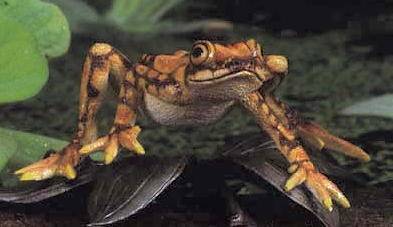 Záhadné vymírání žabích druhů ze středo- a jihoamerických oblastí je spojováno s plísňovým onemocněním, jehož šíření značně napomáhají klimatické změny.