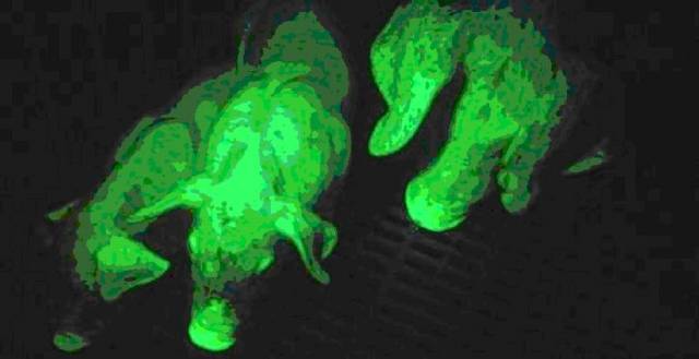 Genetičtí inženýři si opět pohráli s geny a výsledek je překvapivý: prase, které v noci fluoreskuje.