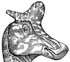 „Kachní“ dinosaurus odhaluje tajemství své bizarní ozdoby.
