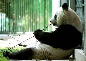 Čínští zoologové dospěli k překvapivému rozhodnutí. Hodlají totiž do volné přírody vypustit všechny pandy velké, které byly dosud chovány v rezervacích.