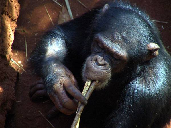 Přečtený bratr šimpanz