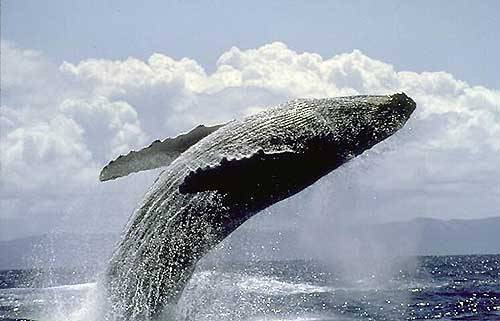 Mluvící velryby