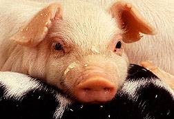 Zmutovaná prasata mají ve svém tuku škodlivé mastné kyseliny nahrazeny prospěšnými.