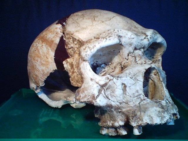 V severovýchodní Etipoii byla oběvena lebka tvora, který mohl být přímým předchůdcem moderního člověka.