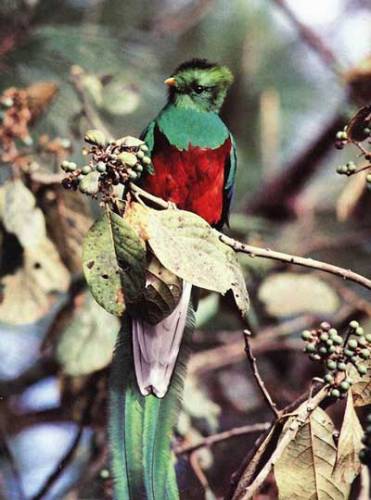 V mlžných lesích Střední Ameriky můžeme při troše štěstí spatřitjednoho z nejvzácnějších ptáků světa, quetzala. Pamatuje pád říše Aztéků a dodnes je i symbolem Guatemaly. 21. STOLETÍ se zajímalo, co nového o nich zjistily poslední výzkumy. 