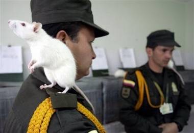 V Bogotě vzniká šestičlenná brigáda pyrotechnických potkanů.