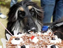 Snuppy oslavil své první narozeniny