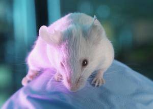 Vědcům se podařilo transplantací bílých krvinek od myší, které jsou odolné vůči zhoubnému bujení, potlačit nádory i u nepříbuzných jedinců.