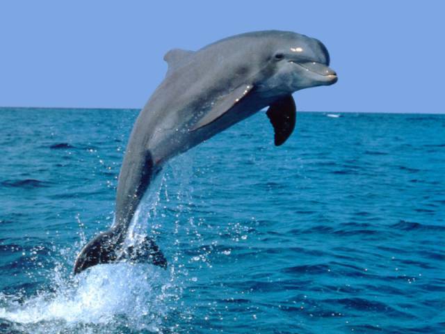 Delfín platí za jednoho z nejinteligentnějších živočichů, jaké příroda stvořila. Američtí přírodovědci nyní zjistili další zajímavou skutečnost z delfíního života.