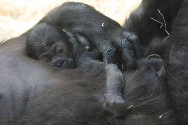 Určení pohlaví gorilího mláděte se může zdát snadné. U Moji z pražské zoologické zahrady se však odborníci přesvědčili, že to zas až tak jednoduché není. Jak ale skutečně testování probíhalo? Nakolik se testování gorilí DNA podobá tomu lidskému?