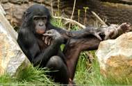 Předpokládání možných budoucích situací a připravování se na ně není lidskou výsadou, šimpanzi a orangutani to zvládají také. 