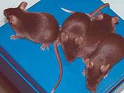 Článek v novém Naturu popisuje myši, které si ze starého Johana Gregora Mendela dělají blázny.