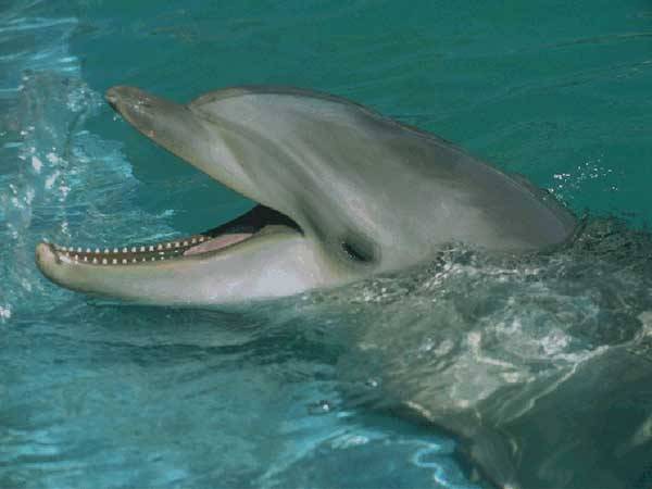 V posledních letech přibývá v pobřežních vodách Velké Británie případů zabíjení sviňuch delfíny. Britští vědci nyní zřejmě odhalili příčinu.