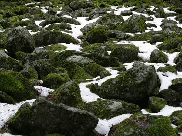 Daleko na severu nebo na antarktickém kontinentu, v oblastech věčného sněhu a ledu, ale i na stěnách himalájských velikánů až v sedmitisícové výšce, se můžeme setkat s rostlinami, které patří k těm nejpodivuhodnějším na světě. Jsou to lišejníky.