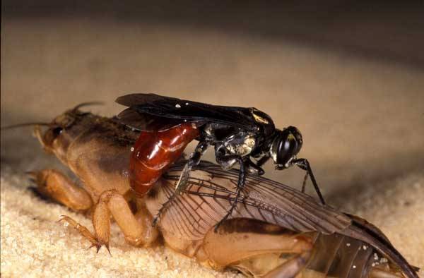 Vosička druhu Ampulex compressa si dělá ze švábů poslušné služebníky pro své potomky. Na počátku letošního roku izraelští neurologové z Ben-Gurion University v Beer-Sheva odhalili, co všechno dovedou se šváby provádět.