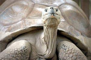 Zemřela nejstarší želva světa