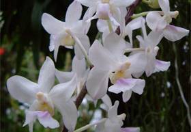 Orchideje se při opylování nespoléhají jen na konvenční postupy.