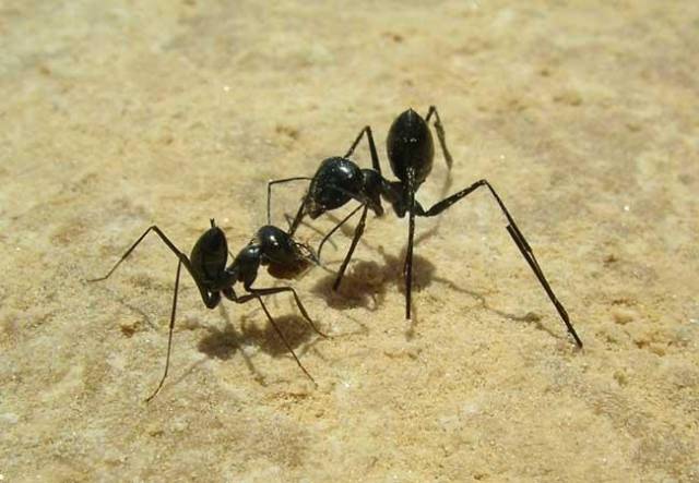 Mravenci mají vnitřní krokoměr