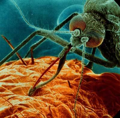 Úspěšnost a houževnatost parazita, který každoročně zabije kolem dvou milionů lidí, je pro vědce záhadou už téměř sto let. Teprve na sklonku loňského roku se podařilo zjistit, jak mistrným způsobem dokáže původce malárie podvádět imunitní systém.