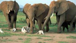 Britští a američtí vědci potvrdili, že sloni jsou schopni sociálních projevů, které se většinou připisují jen člověku. 