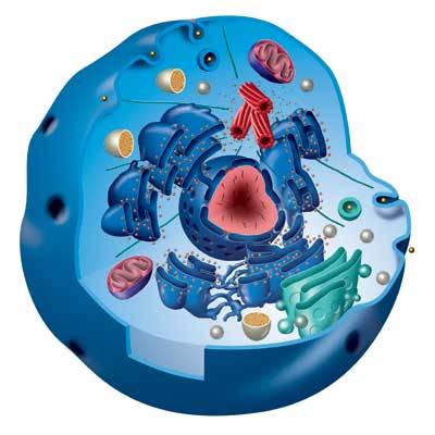 Buňka je základním stavebním kamenem každého živého organismu. Zatímco jíme, spíme, či odpočíváme, každá buňka v našem těle neúnavně pracuje. Jak to všechno stihne? Jaké pracovní postupy používá?